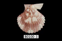 藏品(川圭巴海扇蛤)的圖片